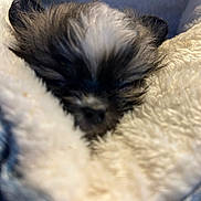 Pip Squeek is registered to the contest to win money with this photo: animal, blanket, close_up, comfort, cozy, cute, dog, fur, furry, indoors, nap, pet, puppy, resting, sleeping, small, snuggled, soft, warm, young