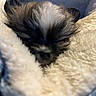 animal, blanket, close_up, comfort, cozy, cute, dog, fur, furry, indoors, nap, pet, puppy, resting, sleeping, small, snuggled, soft, warm, young