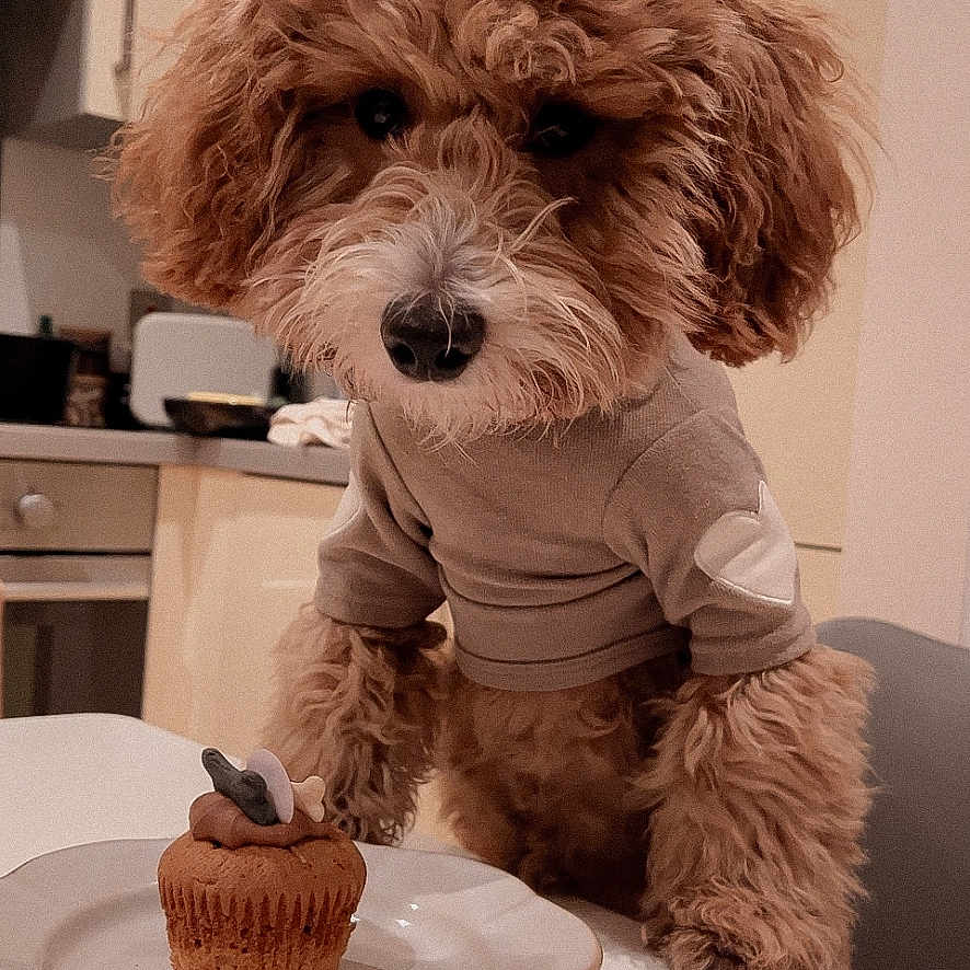 Bambi is registered to the contest to win money with this photo: animal, cake, canine, cream, cupcake, dessert, diningtable, dog, food, furniture, icing, muffin, pet, plate, poodle, puppy, saucer, sweets, table, terrier