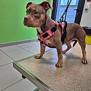 Octavia a rejoint le concours — aidez-le/la à gagner de superbes lots ! alert, animal, curious, dog, door, ears, exam_table, four_legs, green_wall, indoor, leash, pet, pink_harness, puppy, snout, standing, tile_floor, veterinary, window, young_dog
