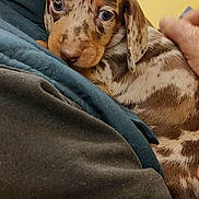 Lylou a rejoint le concours — aidez-le/la à gagner de superbes lots ! puppy, dog, person, arm, close_up, brown_spotted, fur, indoor, portrait, cute, pet, snuggling, young, animal, companion, warm, holding, friendly, domestic, soft