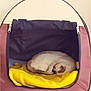 cat, pet_tent, yellow_blanket, sleeping, cozy, indoor, fur, resting, animal, triangular_tent, comfort, home, soft, quiet, relaxed, cute, feline, nap, warm, domestic