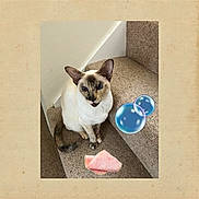 Leah joined the competition — help win amazing prizes! cat, siamese_cat, stairs, carpet, pet, animal, indoor, curious, sitting, feline, ears, tail, digital_bubbles, food, ham, playful, cute, looking_up, domestic, funny