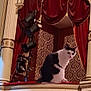 Cher is registered to the contest to win money with this photo: cat, black_and_white, theater, balcony, red_curtains, stage_lights, ornate, decorative_molding, column, patterned_wallpaper, indoor, pet, sitting, looking_back, portrait, seat_cushion, architecture, drama, auditorium, vintage_style