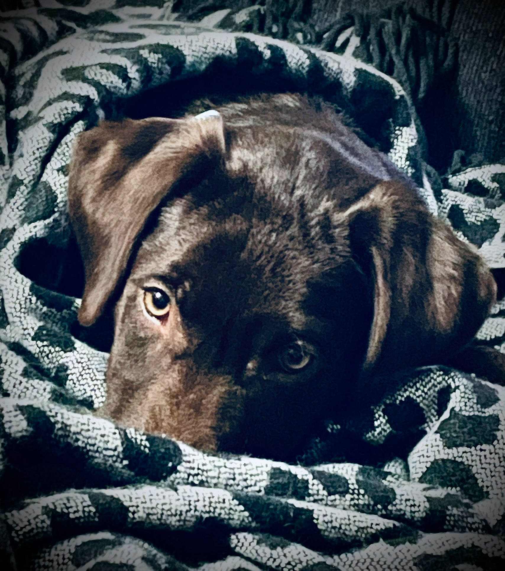 Hooper joined the competition — help win amazing prizes! canidae, carnivore, cloud, comfort, companion_dog, darkness, dog, dog_breed, electric_blue, fawn, fur, guard_dog, linens, sky, snout, sporting_group, terrestrial_animal, tints_and_shades, whiskers, working_animal