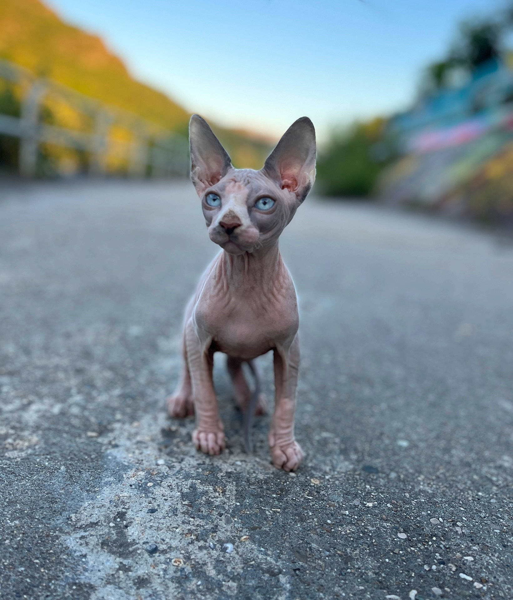 Beerus participe au concours pour gagner de l'argent avec cette photo : art, asphalt, canidae, carnivore, cat, dog_breed, eye, fawn, felidae, grass, grey, head, road_surface, sky, small_to_medium_sized_cats, snout, tail, terrestrial_animal, toy, whiskers
