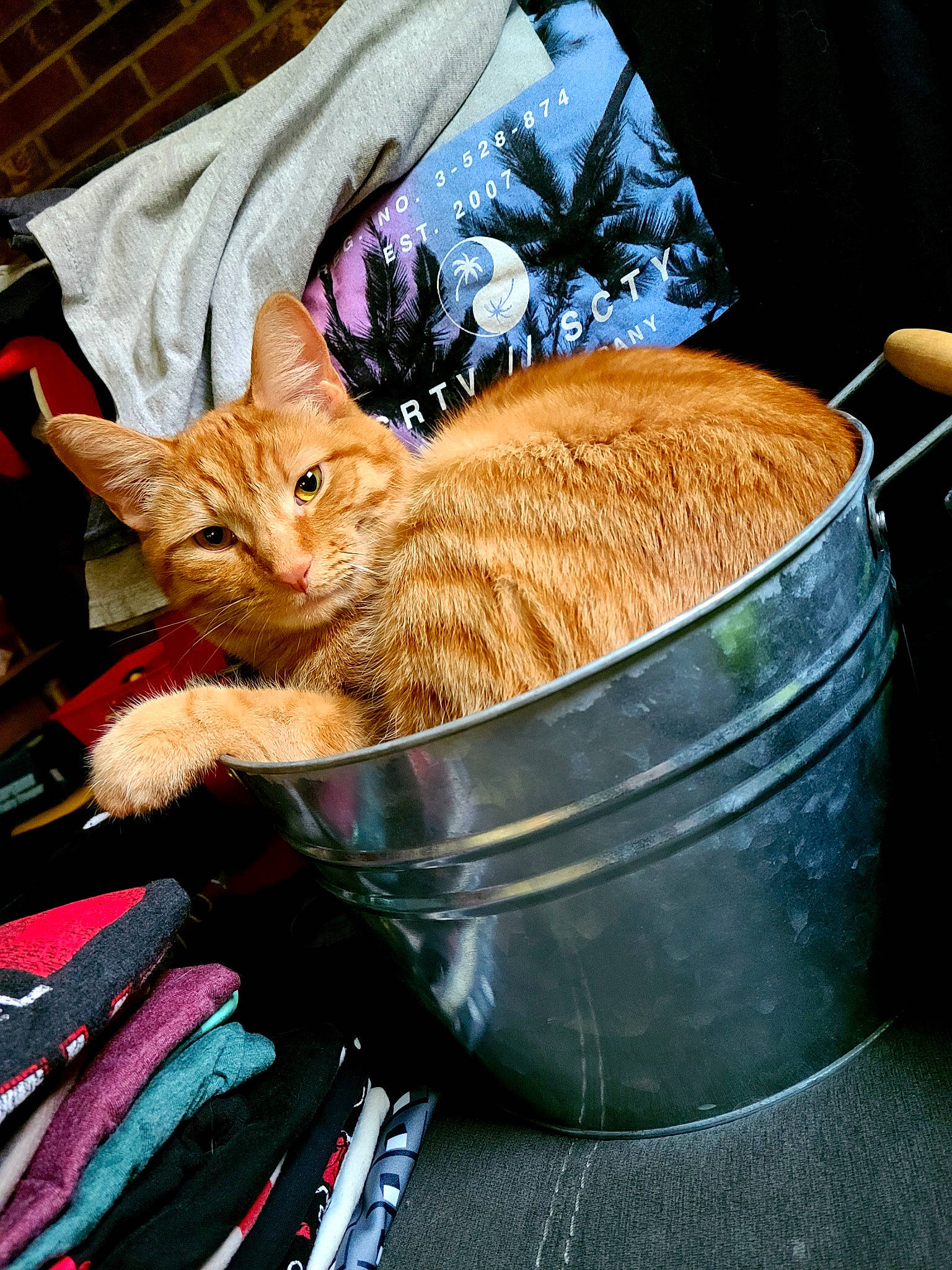 Dewey joined the competition — help win amazing prizes! bag, basket, bucket, carnivore, cat, cat_supply, comfort, domestic_short_haired_cat, fawn, felidae, fur, grass, kitchen_appliance, luggage_and_bags, small_to_medium_sized_cats, storage_basket, tail, textile, whiskers, wicker