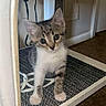 Star joined the competition — help win amazing prizes! kitten, cat, indoor, furniture, curious, pet, animal, small, young, carpet, whiskers, ears, floor, cable, playful, cute, tabby, white_paws, looking, household