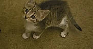Star is registered to the contest to win money with this photo: kitten, cat, tabby, pet, animal, feline, young, cute, curious, indoor, carpet, fur, whiskers, ears, paws, tail, looking_up, small, adorable, domestic