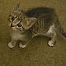 adorable, animal, carpet, cat, curious, cute, domestic, ears, feline, fur, indoor, kitten, looking_up, paws, pet, small, tabby, tail, whiskers, young
