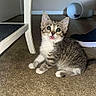 Star joined the competition — help win amazing prizes! kitten, tabby, cat, indoor, carpet, curious, small, pet, animal, feline, white_paws, chair, cat_tunnel, floor, cute, young, domestic, ears, eyes, mouth