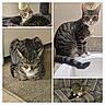 tabby_cat, cat, indoor, carpet, couch, cat_tree, bathroom, counter, striped_fur, resting, sitting, curious, home, feline, pet, animal, closeup, cozy, furniture, relaxed