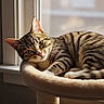 cat, tabby, window, sunlight, pet, feline, resting, cozy, indoor, fur, whiskers, bed, animal, cute, relaxed, domestic, striped, ears, paws, closeup