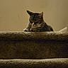 Luna joined the competition — help win amazing prizes! animal, brown, carpet, cat, close_up, cozy, dim_light, domestic, feline, fur, home, indoor, mammal, pet, quiet, relaxed, resting, sleepy, stairs, tabby