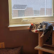 Luna joined the competition — help win amazing prizes! animal, cat, cat_tree, cozy, curious, feline, floor, home, indoor, light, pattern, pet, pillow, relaxing, resting, screen, sunlight, tabby_cat, wall, window