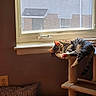 animal, cat, cat_tree, cozy, curious, feline, floor, home, indoor, light, pattern, pet, pillow, relaxing, resting, screen, sunlight, tabby_cat, wall, window