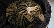 Luna joined the competition — help win amazing prizes! animal, carpet, cat, cozy, curled_up, cute, domestic, feline, fur, home, indoor, mammal, pet_bed, pink_nose, relaxed, resting, sleeping, soft, tabby_cat, whiskers