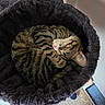 Luna joined the competition — help win amazing prizes! cat, tabby_cat, sleeping, cozy, pet_bed, fur, whiskers, pink_nose, indoor, carpet, home, resting, curled_up, animal, mammal, domestic, cute, soft, relaxed, feline