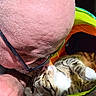 Luna joined the competition — help win amazing prizes! bald_head, glasses, man, cat, tabby_cat, pet, affection, close_up, indoor, carpet, colorful_tunnel, human_animal_interaction, playful, relaxed, face_touching, whiskers, fur, eyes, nose_to_nose, bond