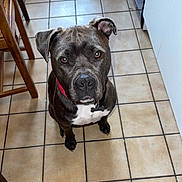 Victor participe au concours pour gagner de l'argent avec cette photo : dog, canine, pet, indoor, kitchen, floor, tile, brown, black, white, collar, sitting, looking_up, animal, companion, cute, domestic, ears, face, waiting