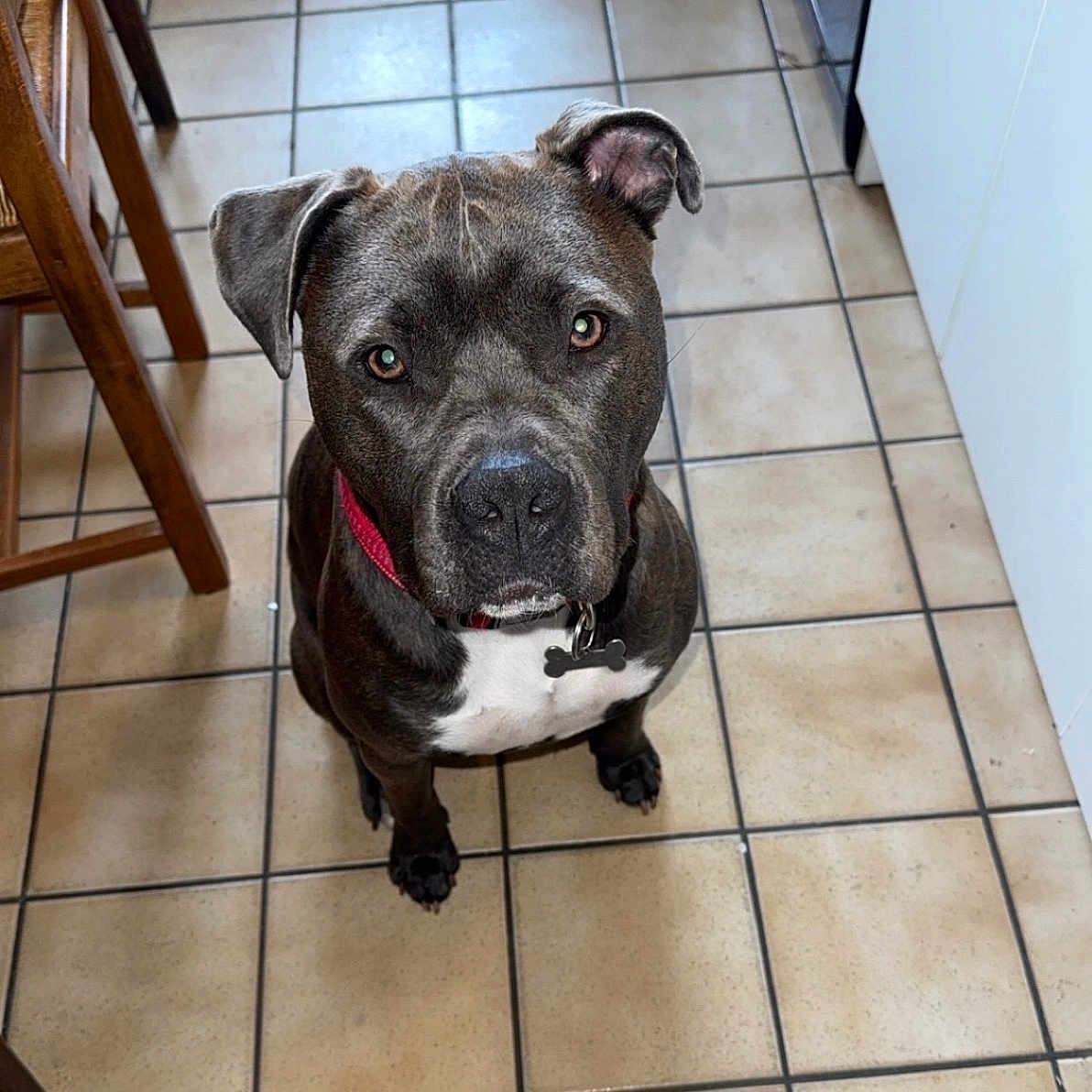 Victor participe au concours pour gagner de l'argent avec cette photo : animal, black, brown, canine, collar, companion, cute, dog, domestic, ears, face, floor, indoor, kitchen, looking_up, pet, sitting, tile, waiting, white