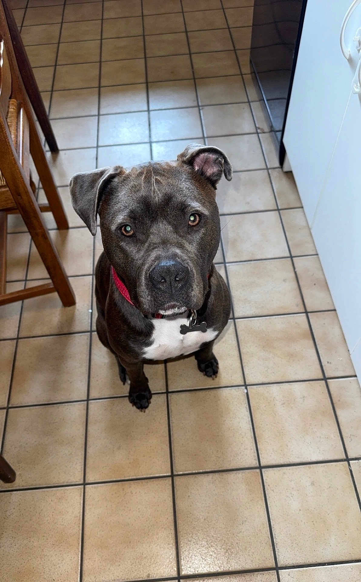 Victor participe au concours pour gagner de l'argent avec cette photo : dog, canine, pet, indoor, kitchen, floor, tile, brown, black, white, collar, sitting, looking_up, animal, companion, cute, domestic, ears, face, waiting
