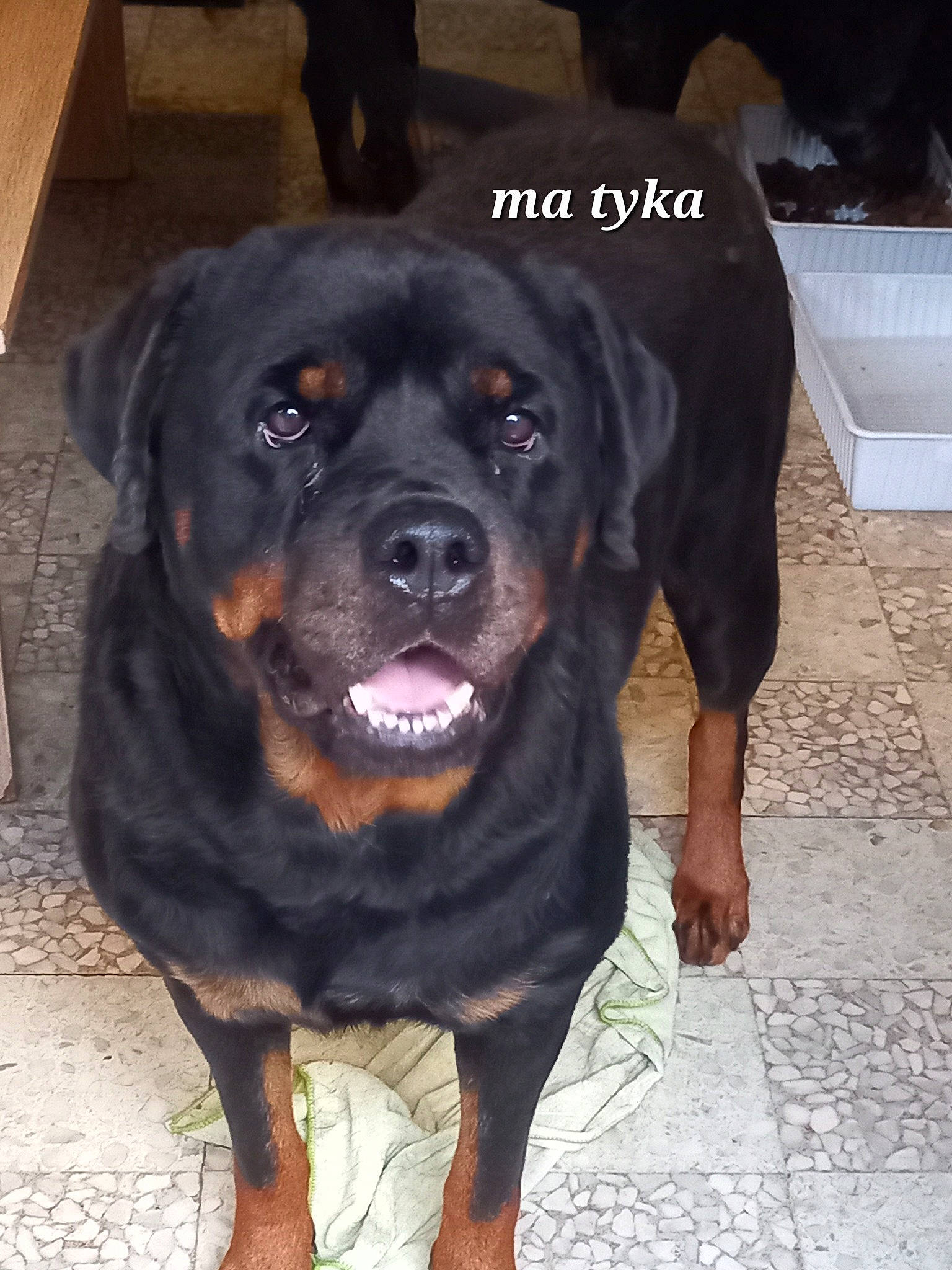 Tyka