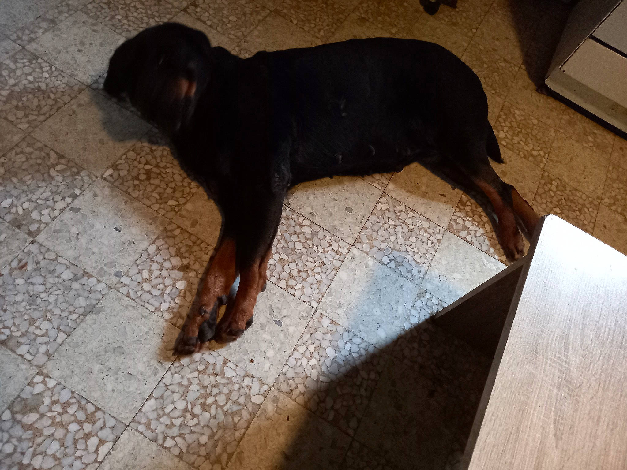 Tyka participe au concours pour gagner de l'argent avec cette photo : brown, carnivore, companion_dog, dog, dog_breed, floor, flooring, guard_dog, hardwood, hunting_dog, liver, shadow, sporting_group, tail, terrestrial_animal, wood, working_animal, working_dog