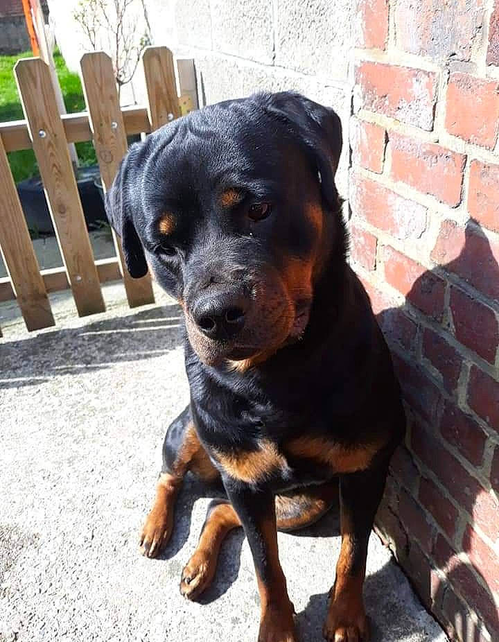 Tyka participe au concours pour gagner de l'argent avec cette photo : brick, brickwork, canidae, carnivore, companion_dog, dog, dog_breed, fawn, fence, home_fencing, hound, liver, mortar, plant, rottweiler, snout, sporting_group, terrestrial_animal, working_animal, working_dog