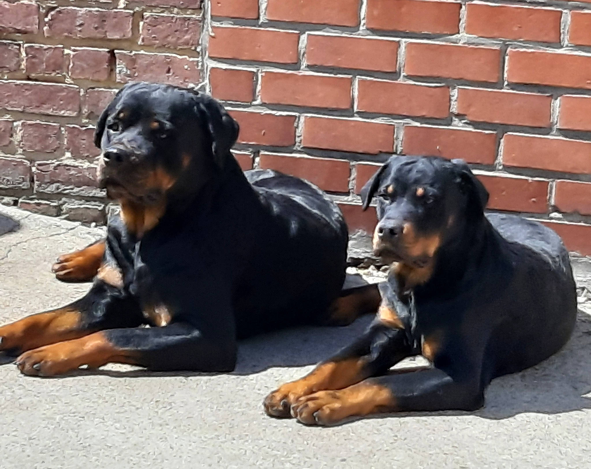 Tyka a rejoint le concours — aidez-le/la à gagner de superbes lots ! brick, brickwork, canidae, carnivore, companion_dog, dog, dog_breed, guard_dog, hound, hunting_dog, liver, mammal, mortar, sharing, snout, sporting_group, terrestrial_animal, vertebrate, working_animal, working_dog