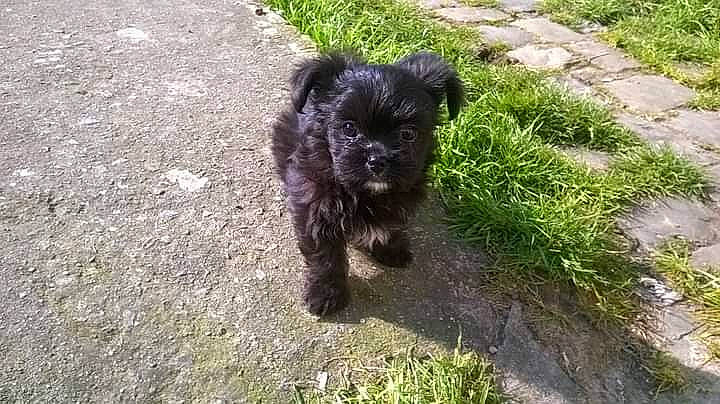 Myha a rejoint le concours — aidez-le/la à gagner de superbes lots ! canidae, carnivore, companion_dog, dog, dog_breed, fawn, fur, grass, groundcover, liver, plant, small_terrier, snout, sporting_group, tail, terrestrial_animal, terrier, toy_dog, water_dog, working_animal