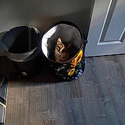 Fluffy is registered to the contest to win money with this photo: cat, laundry_basket, trash_can, floor, door, sunflower, indoor, pet, animal, curious, wood_floor, decorative, container, light_shadow, home, feline, looking_up, quiet, cozy, small_space