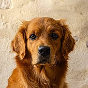 Zola a rejoint le concours — aidez-le/la à gagner de superbes lots ! dog, golden_retriever, pet, animal, portrait, fur, brown, cute, looking_at_camera, indoors, close_up, mammal, canine, fluffy, friendly, domestic_animal, face, whiskers, ears, nose