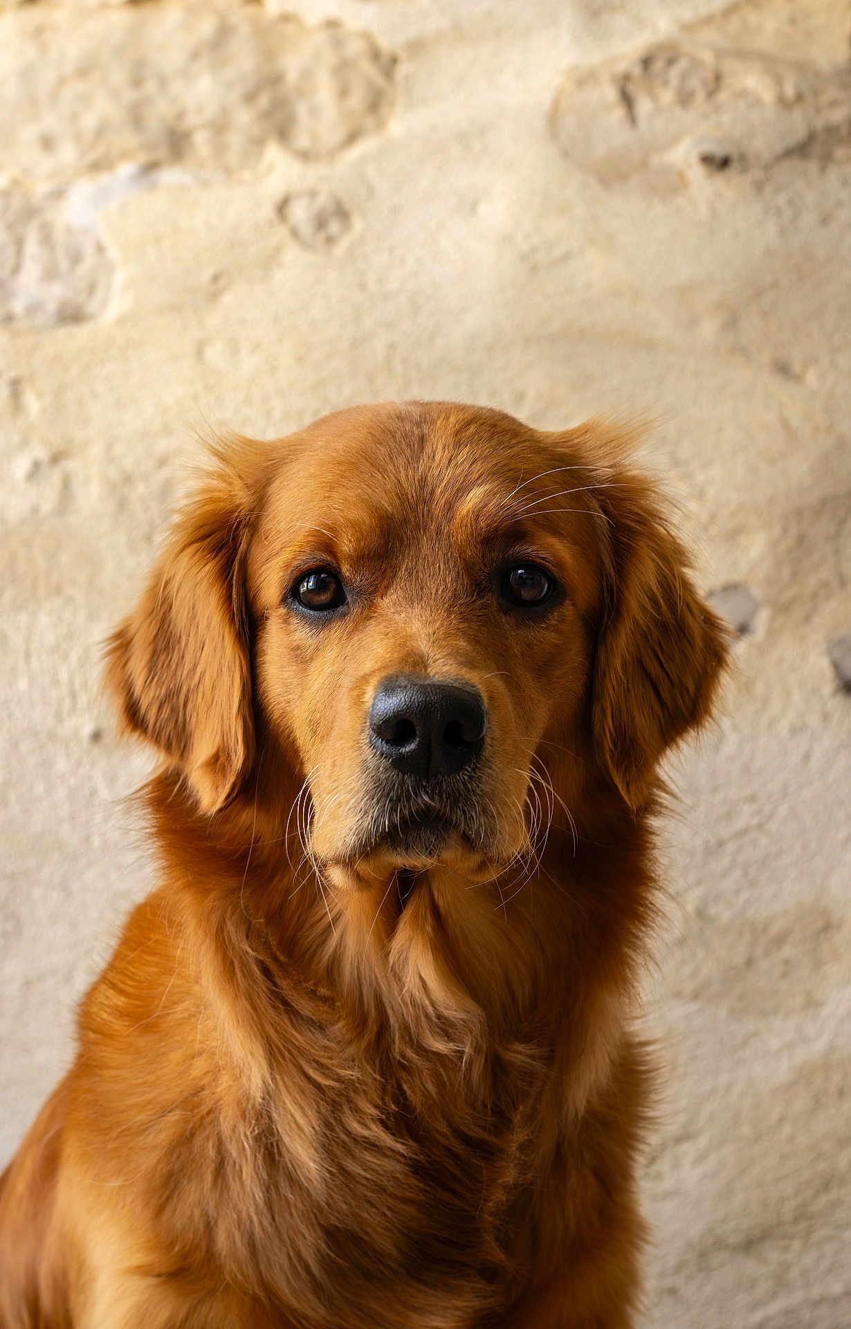 Zola a rejoint le concours — aidez-le/la à gagner de superbes lots ! dog, golden_retriever, pet, animal, portrait, fur, brown, cute, looking_at_camera, indoors, close_up, mammal, canine, fluffy, friendly, domestic_animal, face, whiskers, ears, nose