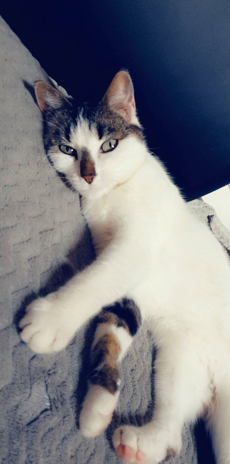 Mirabelle participe au concours pour gagner de l'argent avec cette photo : carnivore, cat, claw, comfort, domestic_short_haired_cat, eye, felidae, foot, fur, head, jaw, paw, sitting, sky, small_to_medium_sized_cats, snout, tail, terrestrial_animal, toe, whiskers