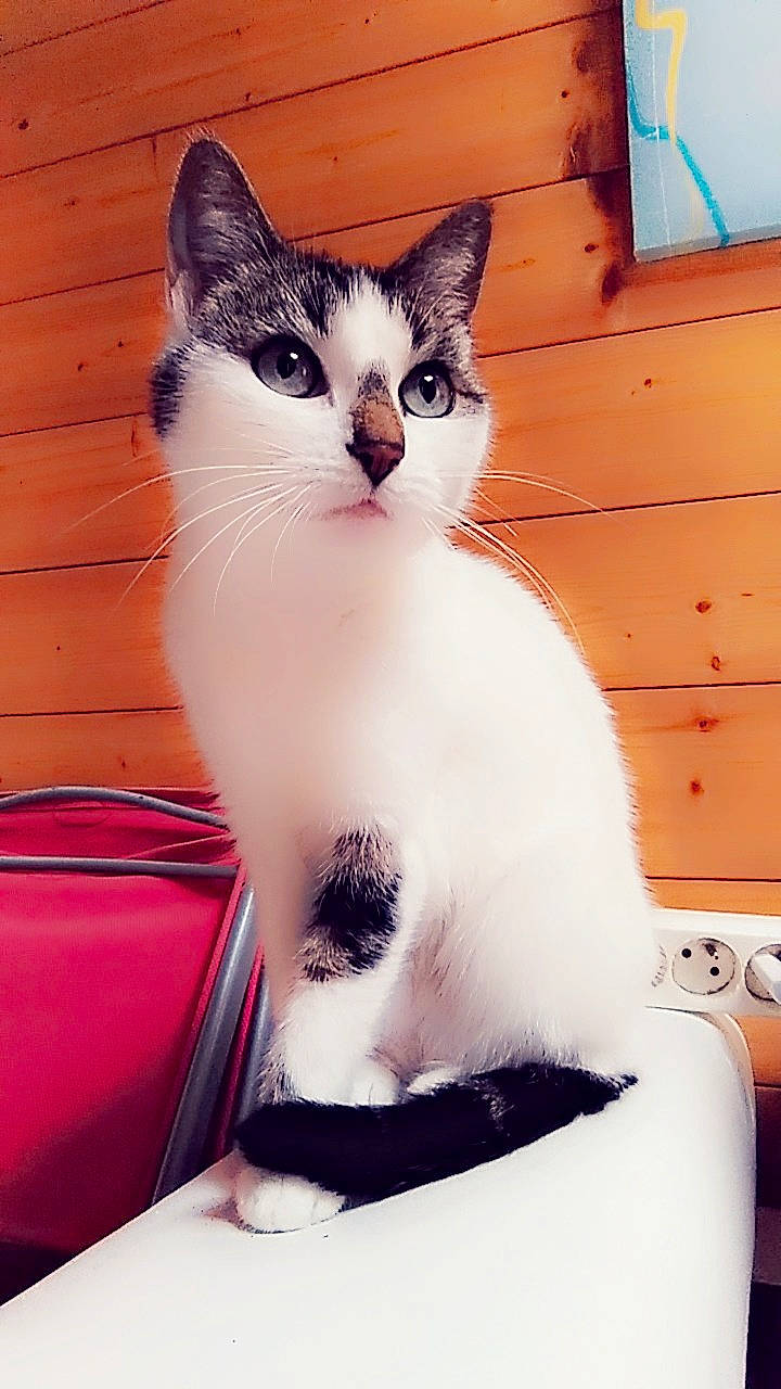 Mirabelle participe au concours pour gagner de l'argent avec cette photo : carnivore, cat, comfort, domestic_short_haired_cat, felidae, foot, fur, paw, sitting, small_to_medium_sized_cats, snout, tail, whiskers, window