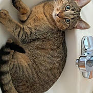 Parker joined the competition — help win amazing prizes! bathroom, cat, clean, cozy, curious, curled_up, cute, domestic_animal, ears, eyes, feline, fur, indoor, pet, relaxed, sink, tabby_cat, water_faucet, whiskers, white