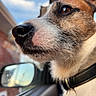 Eddie is registered to the contest to win money with this photo: dog, canine, close_up, portrait, muzzle, nose, eye, fur, short_hair, brown_and_white, wire_hair, collar, tag, car, car_window, side_mirror, outdoor, sky, alert, animal_photography
