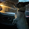 dog, black_and_white, pet, animal, sitting, passenger_seat, car, vehicle_interior, window, outdoor_view, city_lights, dusk, evening, collar, profile, looking_out_window, curious, travel, motion_blur, portrait