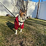Eddie is registered to the contest to win money with this photo: dog, puppy, red_sweater, leash, collar, tags, standing, outdoor, lawn, grass, backyard, fence, tree, blue_sky, sunlight, shadow, winter, portrait, pet, animal