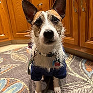 Eddie joined the competition — help win amazing prizes! dog, puppy, pet, animal, sitting, portrait, closeup, large_ears, pointed_ears, white_fur, brown_fur, blue_outfit, collar, tag, heart_tag, indoor, kitchen, wooden_cabinets, patterned_rug, looking_at_camera