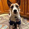 dog, puppy, pet, animal, sitting, portrait, closeup, large_ears, pointed_ears, white_fur, brown_fur, blue_outfit, collar, tag, heart_tag, indoor, kitchen, wooden_cabinets, patterned_rug, looking_at_camera