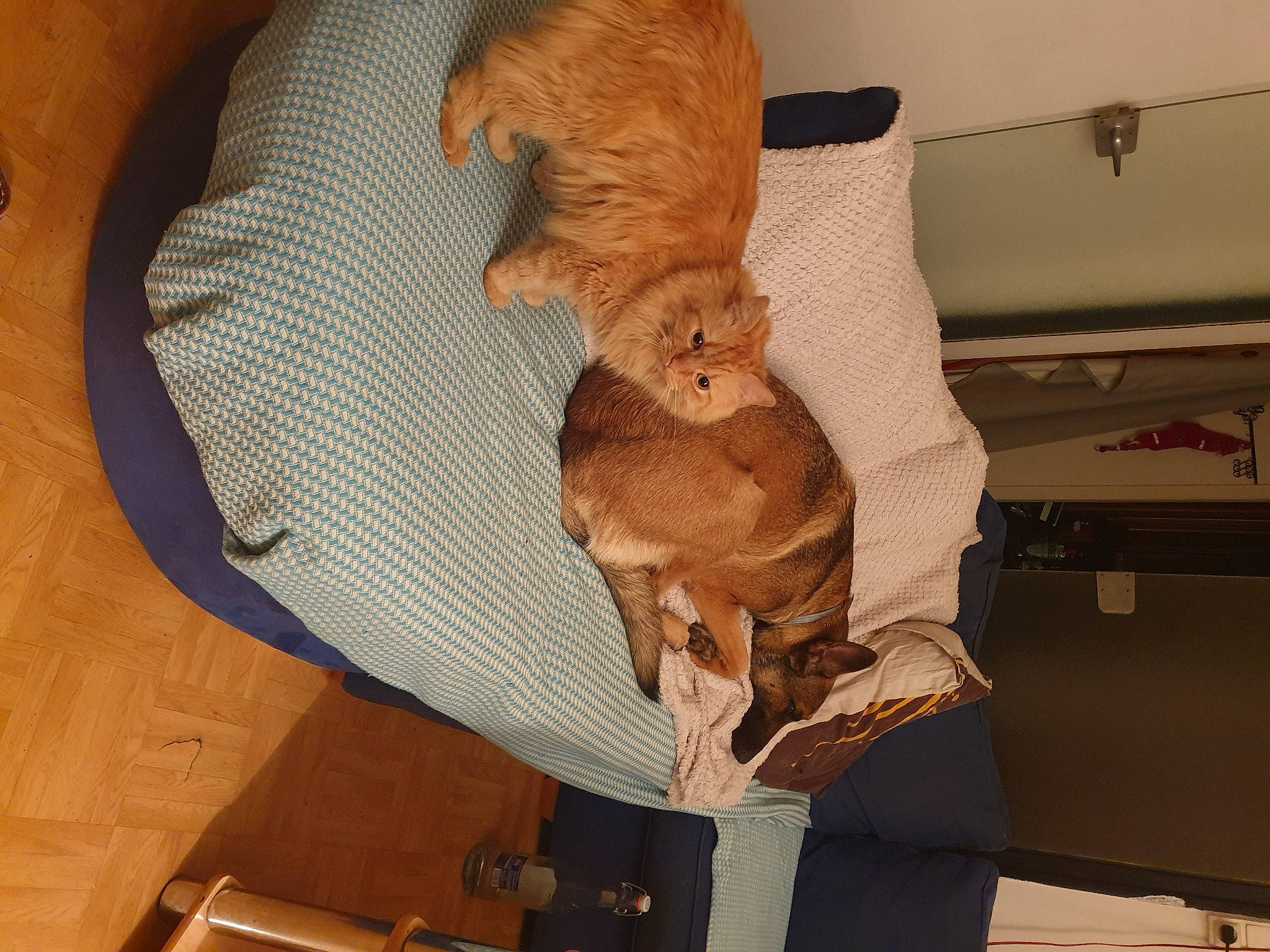 Maika a rejoint le concours — aidez-le/la à gagner de superbes lots ! art, canidae, carnivore, comfort, companion_dog, dog_breed, fawn, felidae, fur, hardwood, jaw, plush, small_to_medium_sized_cats, snout, sporting_group, stuffed_toy, tail, toy, whiskers, wood