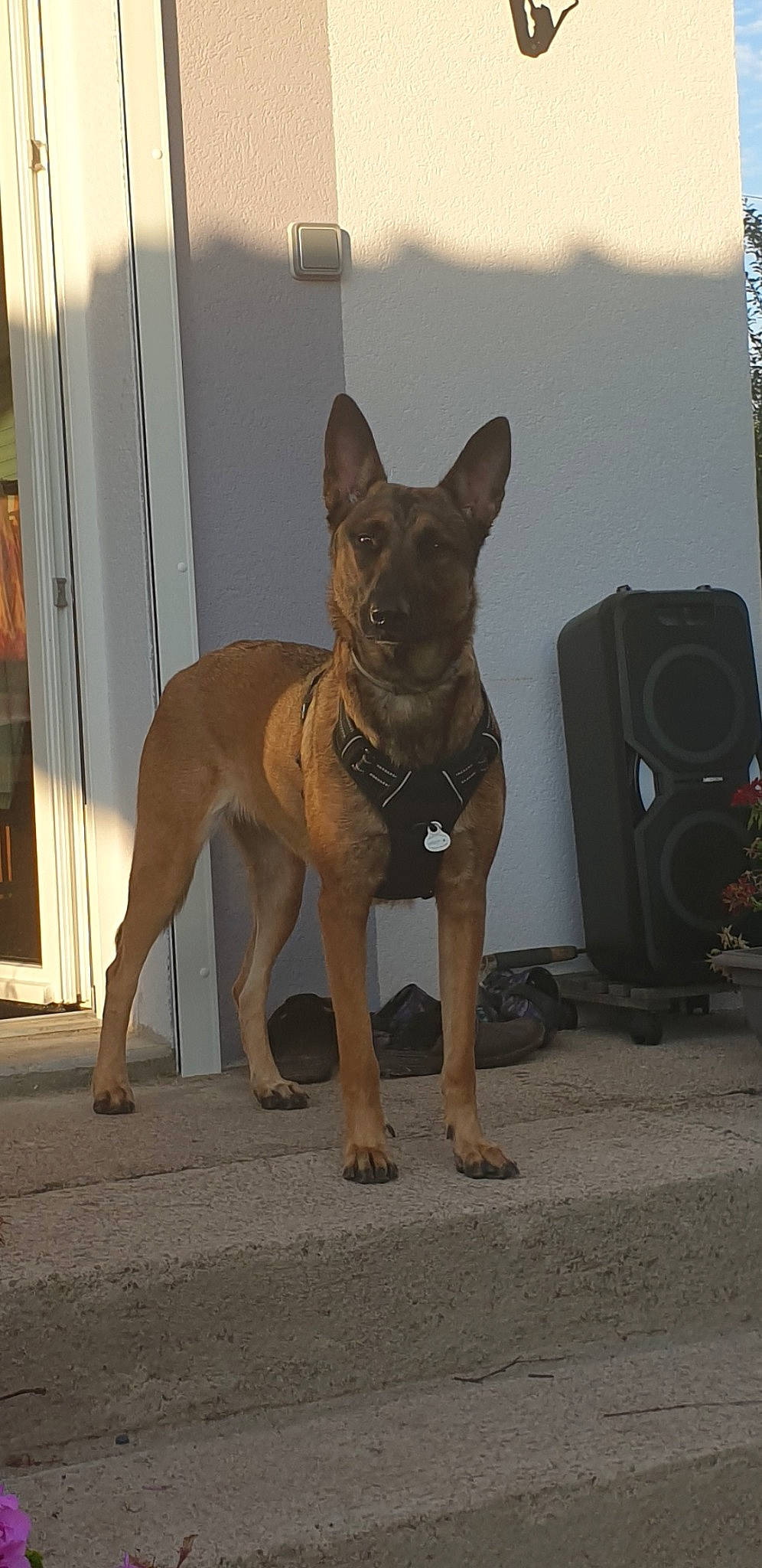 Maika participe au concours pour gagner de l'argent avec cette photo : building, canidae, carnivore, collar, companion_dog, dog, dog_breed, dog_collar, dog_supply, fawn, gas, grey, mammal, pet_supply, plant, snout, sporting_group, tail, tree, working_animal