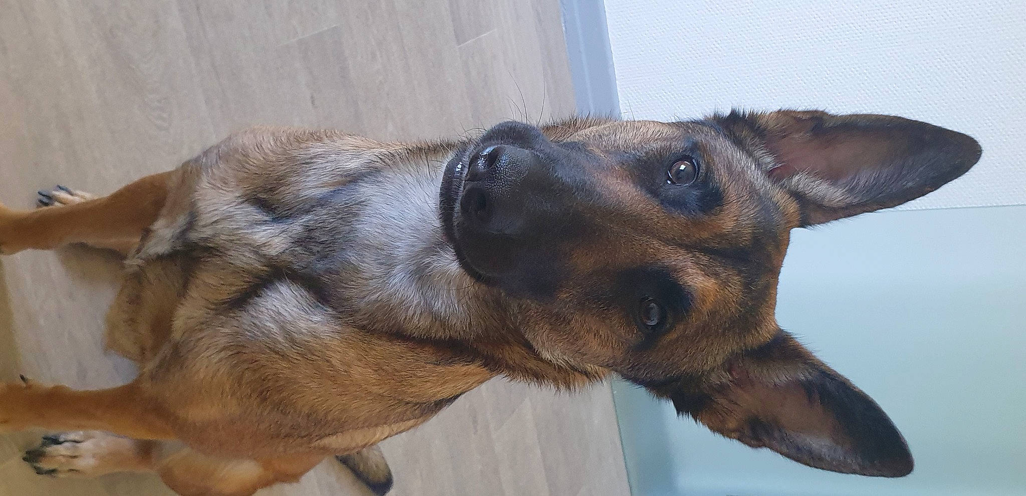 Maika a rejoint le concours — aidez-le/la à gagner de superbes lots ! canidae, carnivore, collar, companion_dog, dog, dog_breed, ear, fawn, fur, paw, pet_supply, puppy, snout, sporting_group, street_dog, terrestrial_animal, whiskers, wildlife, working_animal, working_dog