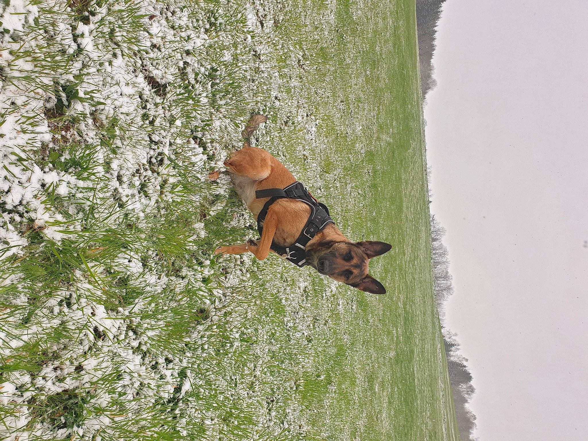 Maika participe au concours pour gagner de l'argent avec cette photo : canidae, carnivore, companion_dog, dog, dog_breed, fawn, grass, groundcover, hunting_dog, liver, plant, sporting_group, tail, terrestrial_animal, trunk, wildlife, wood, working_animal, working_dog