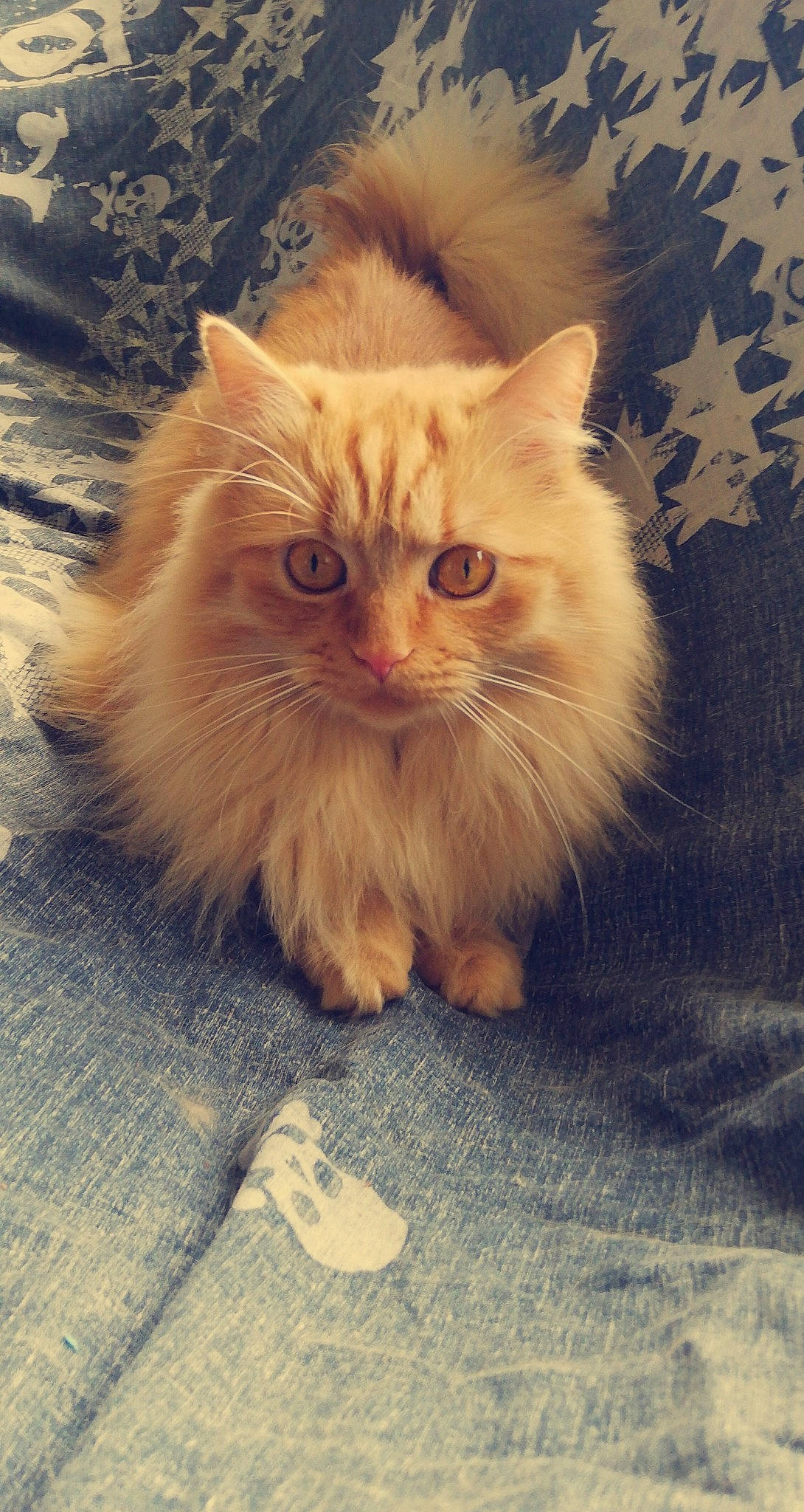 Gardfield participe au concours pour gagner de l'argent avec cette photo : british_longhair, carnivore, cat, eye, fawn, felidae, flooring, fur, head, paw, persian, plant, sitting, small_to_medium_sized_cats, snout, street_light, tail, terrestrial_animal, whiskers, wood