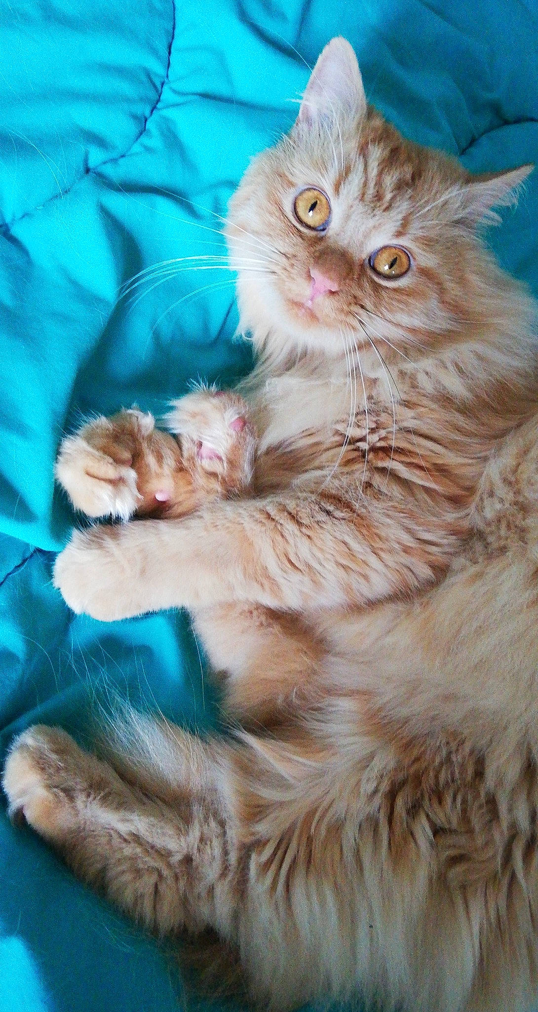 Gardfield a rejoint le concours — aidez-le/la à gagner de superbes lots ! blue, carnivore, cat, claw, comfort, ear, eye, fawn, felidae, fur, gesture, head, mammal, paw, persian, small_to_medium_sized_cats, snout, tail, vertebrate, whiskers