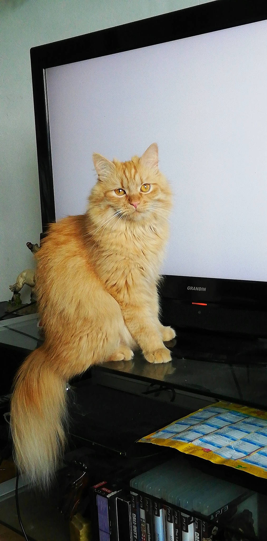 Gardfield a rejoint le concours — aidez-le/la à gagner de superbes lots ! box, british_longhair, carnivore, cat, claw, domestic_short_haired_cat, drawer, fawn, felidae, flooring, fur, gadget, hardwood, paw, sitting, small_to_medium_sized_cats, tail, whiskers, wood