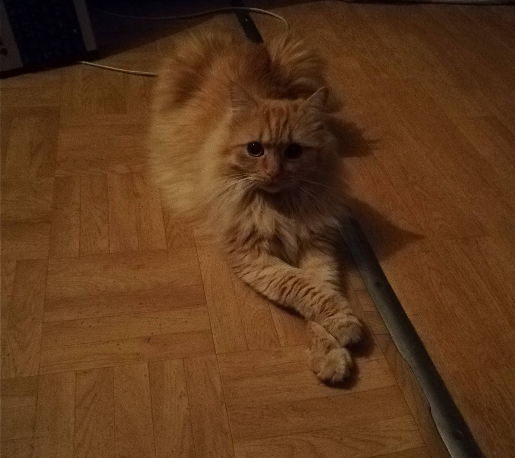 Gardfield a rejoint le concours — aidez-le/la à gagner de superbes lots ! brown, carnivore, cat, companion_dog, eye, fawn, felidae, floor, flooring, hair, hardwood, laminate_flooring, plank, small_to_medium_sized_cats, snout, tail, varnish, whiskers, wood, wood_stain